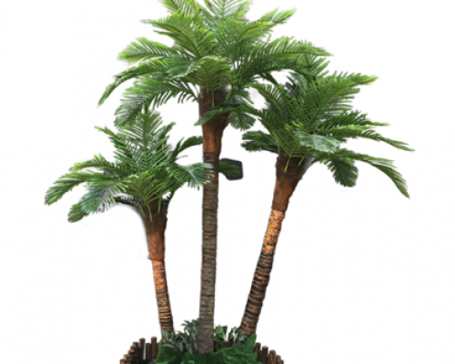 喬木類-椰子樹(shù)