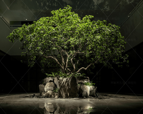 喬木類-榕樹(shù)